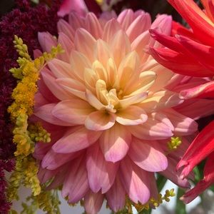 Meet your Posher, Sophia